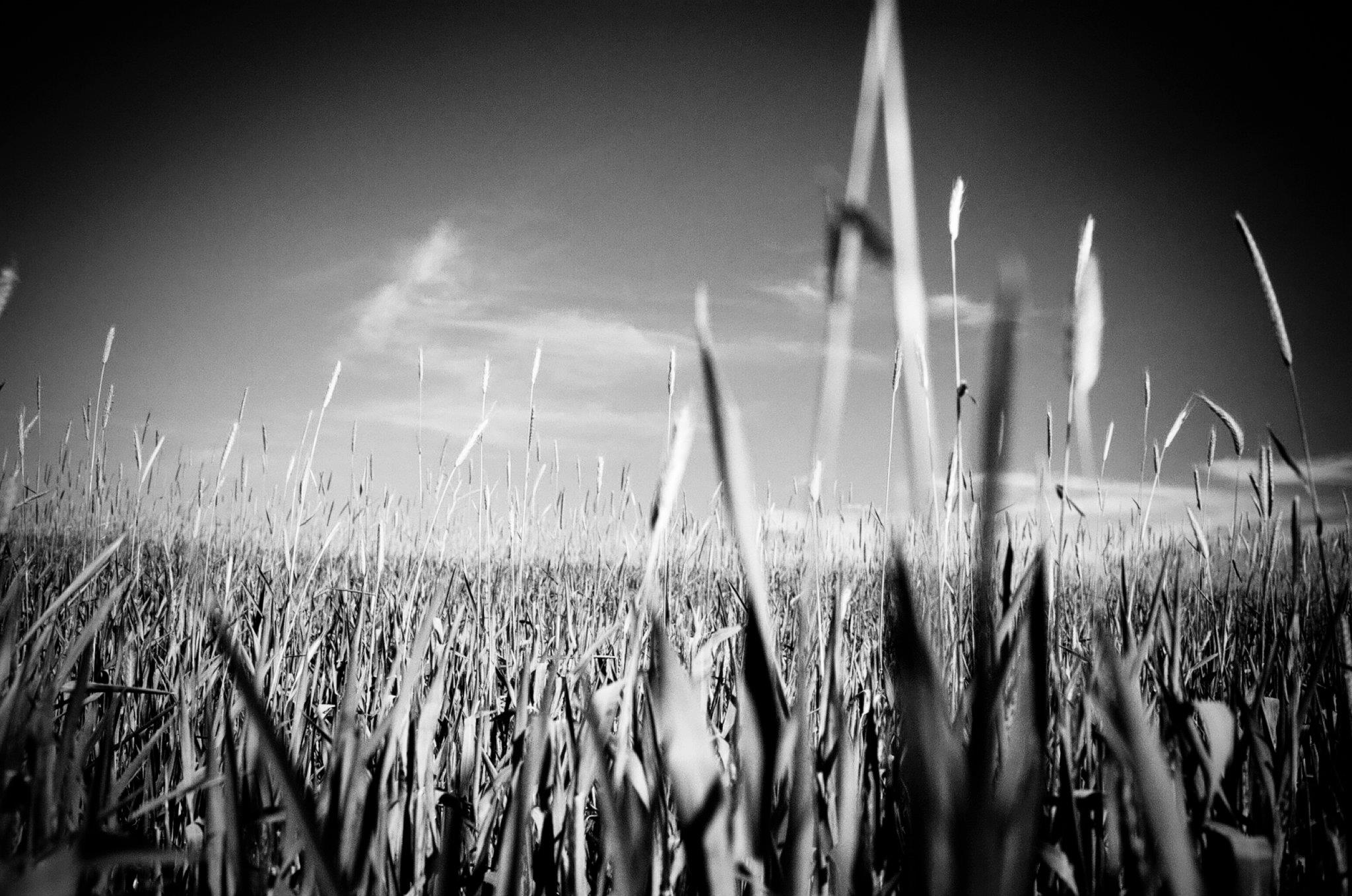 412802 10150807175773564 1597595896 o