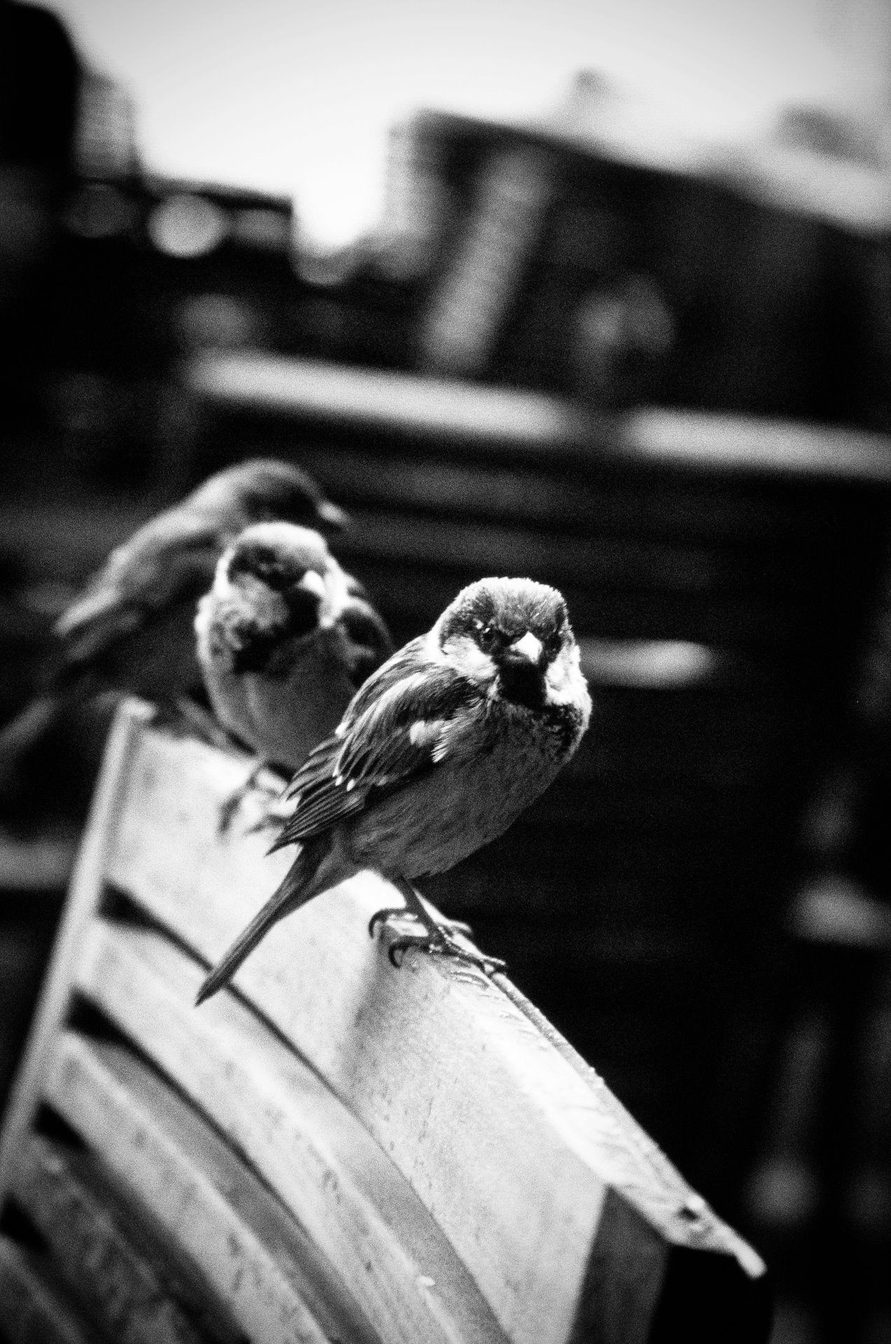 326048 10150494209253564 549758563 8968766 964366760 o