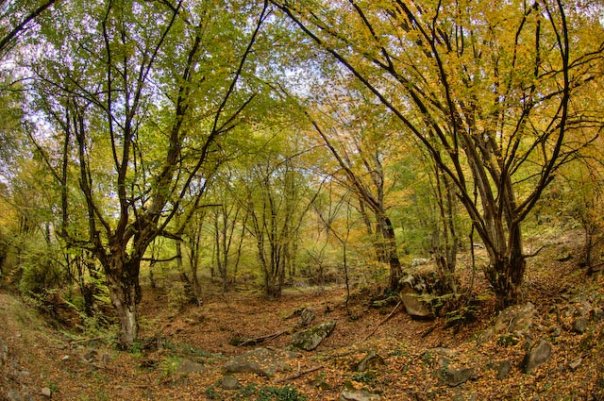 Facebook photo download 2361195048782070700